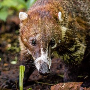 White-nosed coati, Nasua narica