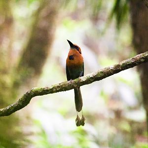 Broad-billed motmot, Electron platyrhynchum