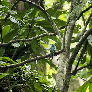 Black-throated trogon, Trogon rufus