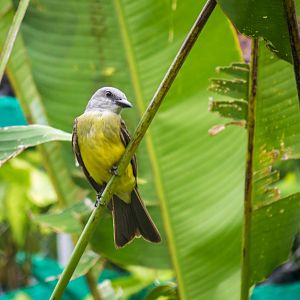 Tropical kingbird, Tyrannus melancholicus