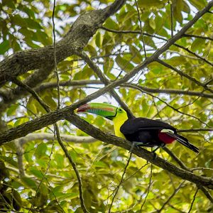 Keel-billed toucan, Ramphastos sulfuratus