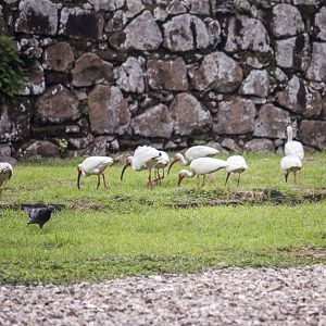 American white ibises, Eudocimus albus