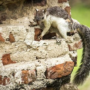 Variegated squirrel, Sciurus variegatoides helveolus
