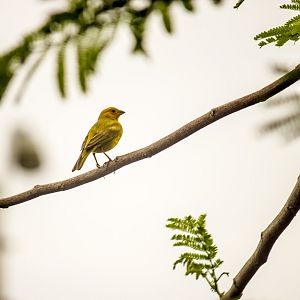 Saffron finch, Sicalis flaveola