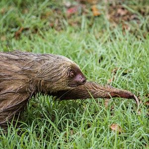 Hoffmann's two-toed sloth, Choloepus hoffmanni hoffmanni
