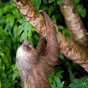 Hoffmann's two-toed sloth, Choloepus hoffmanni hoffmanni