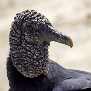 Black vulture, Coragyps atratus
