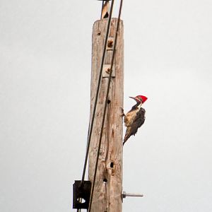 Lineated woodpecker, Dryocopus lineatus