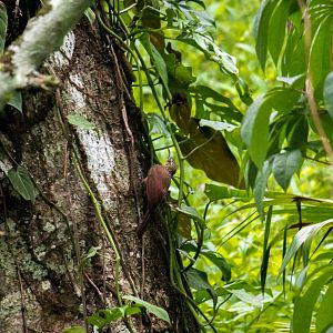 Spotted woodcreeper, Xiphorhynchus erythropygius