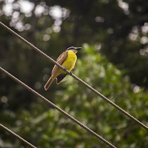 Boat-billed flycatcher, Megarynchus pitangua