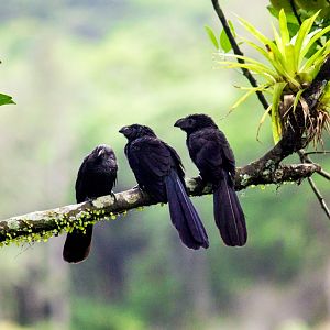 Groove-billed anis, Crotophaga sulcirostris