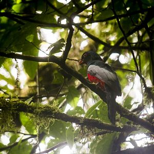 Slaty-tailed trogon, Trogon massena
