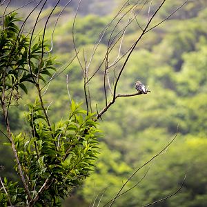Red-crowned woodpecker, Melanerpes rubricapillus