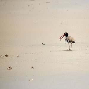 American oystercatcher, Haematopus palliatus