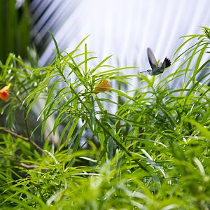 Sapphire-throated hummingbird, Lepidopyga coeruleogularis