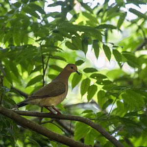 White-tipped dove, Leptotila verreauxi