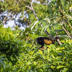Azuero mantled howler monkey, Alouatta palliata trabeata