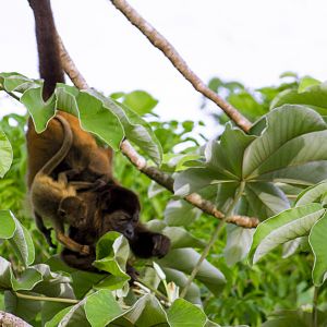 Azuero mantled howler monkey (mother and baby), Alouatta palliata trabeata
