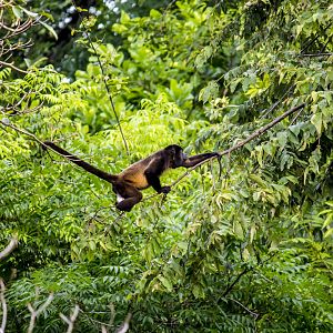Azuero mantled howler monkey, Alouatta palliata trabeata