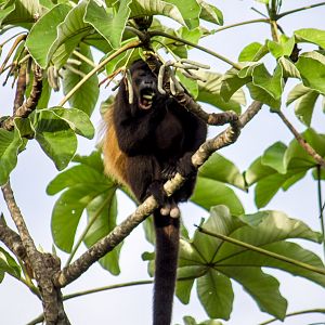 Azuero mantled howler monkey, Alouatta palliata trabeata