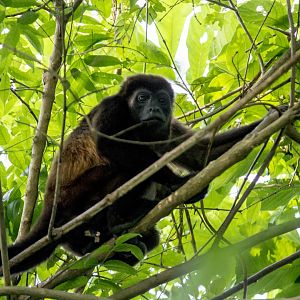 Azuero mantled howler monkey, Alouatta palliata trabeata