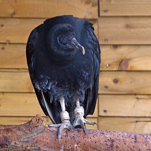 Black vulture