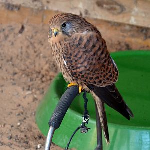 Kestrel - Female