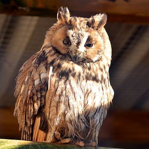 Long eared owl
