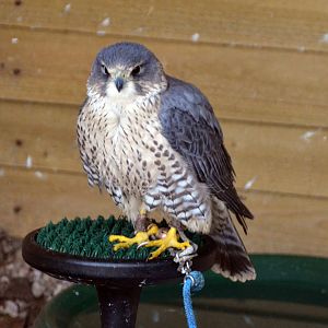 Merlin x Peregrine falcon Hybrid