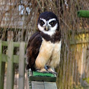 Spectacled owl