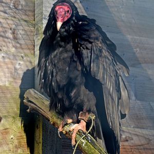 Turkey vulture