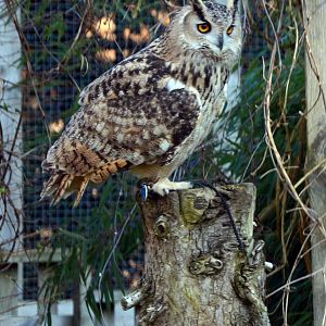 Turkmenian eagle owl