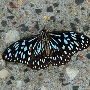 Blue Tiger Butterfly (Tirumala hamata)