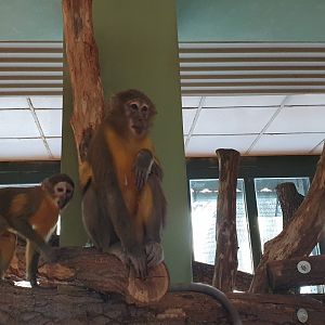 Golden-bellied Mangabey