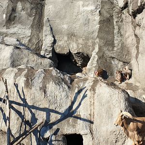 Hamadryas baboon, Barbary sheep