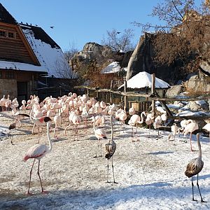 Greater flamingo , Buffalo house
