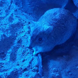 Brush-tailed bettong