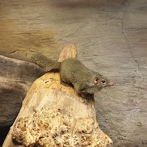 Northern treeshrew