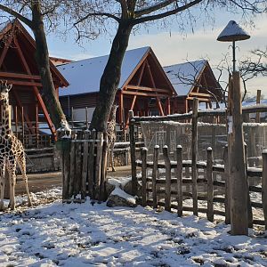 Rothschild's giraffe