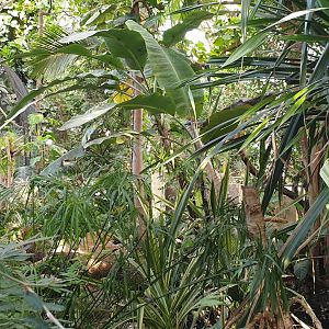 Tropical (Palm) House