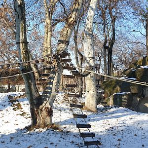 Western gorilla outdoor