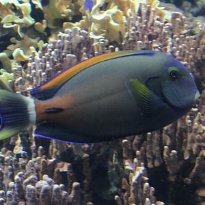Fowler's surgeonfish - Acanthurus fowleri