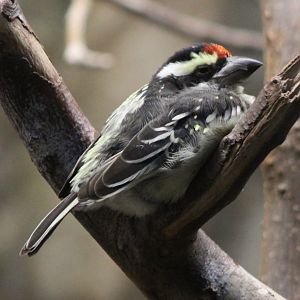Red-fronted barbet - Tricholaema diademata