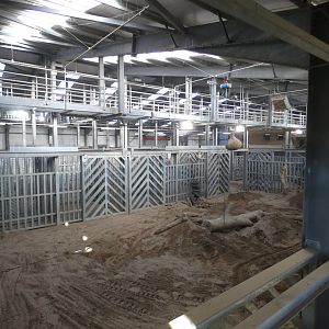 African Elephant indoors