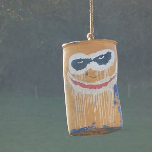 'Joker' themed Elephant enrichment