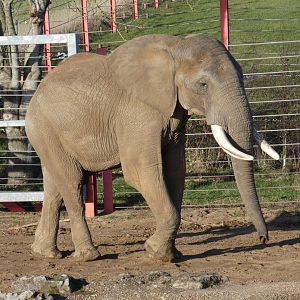 African Elephant bull 'Shaka'