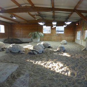 Aldabra Giant Tortoise indoors