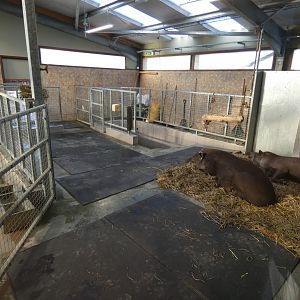 Tapir/Capybara indoors; 'Viva South America' (1)