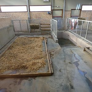 Tapir/Capybara indoors; 'Viva South America' (2)