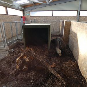 Giant Anteater indoors; 'Viva South America'